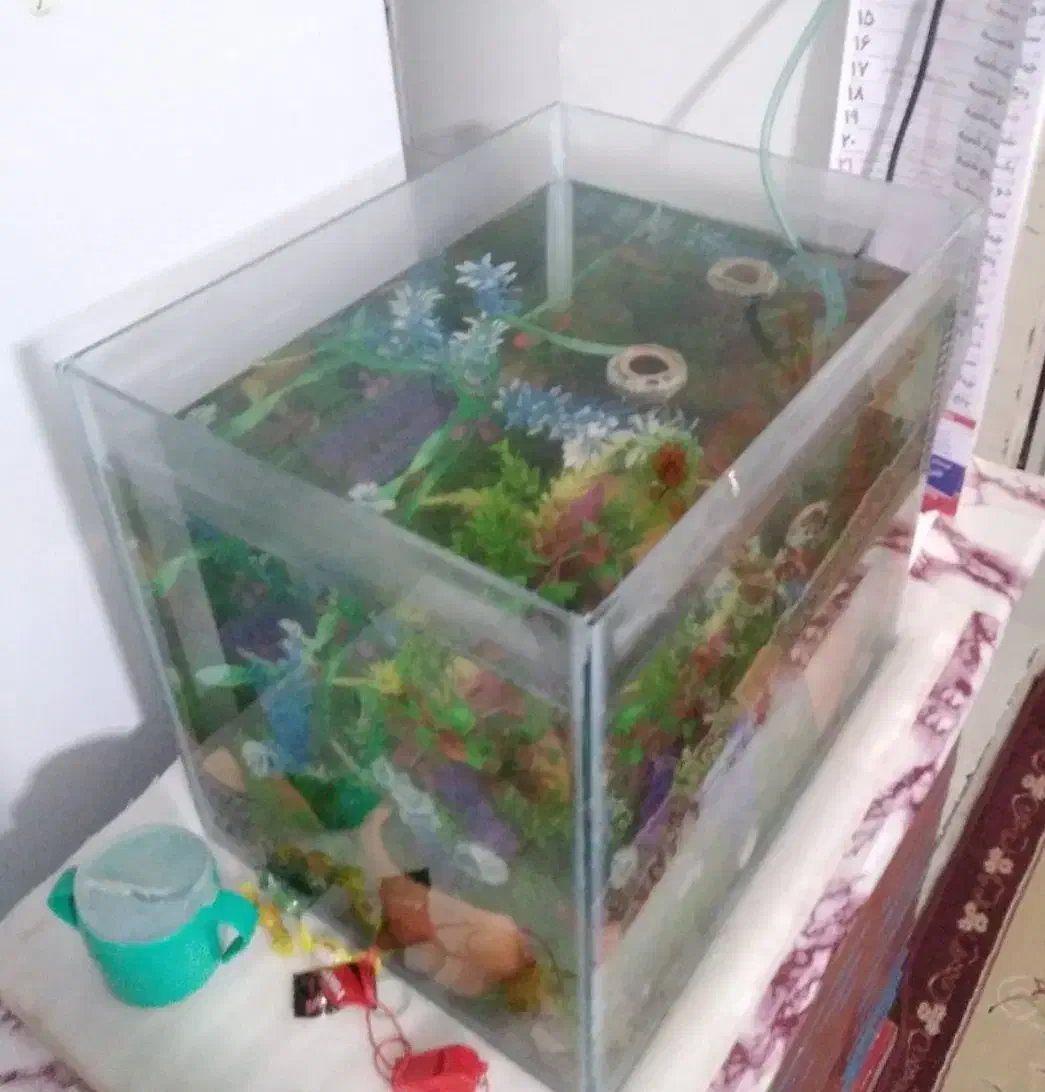 اکواریوم معاوظه با عروس|ماهی|قزوین, |دیوار