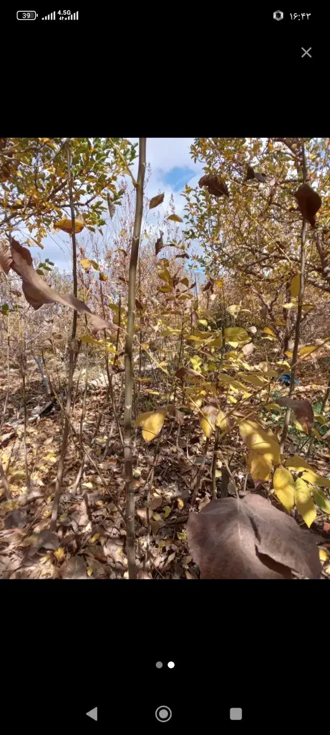 نهال گردو محلی|عمده‌فروشی|مارگون, |دیوار