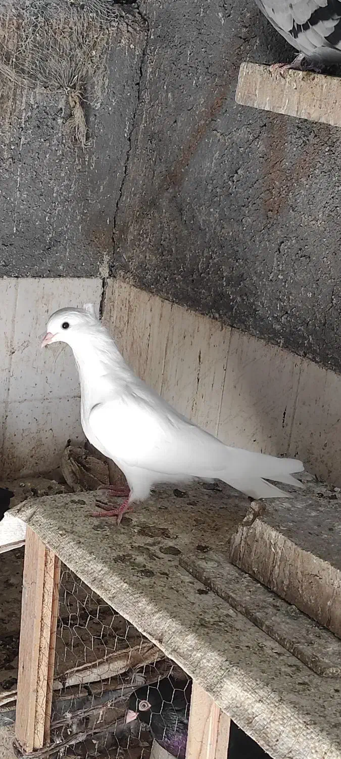 جوجه سفید چشم سفید اراکی|پرنده|جیرفت, |دیوار