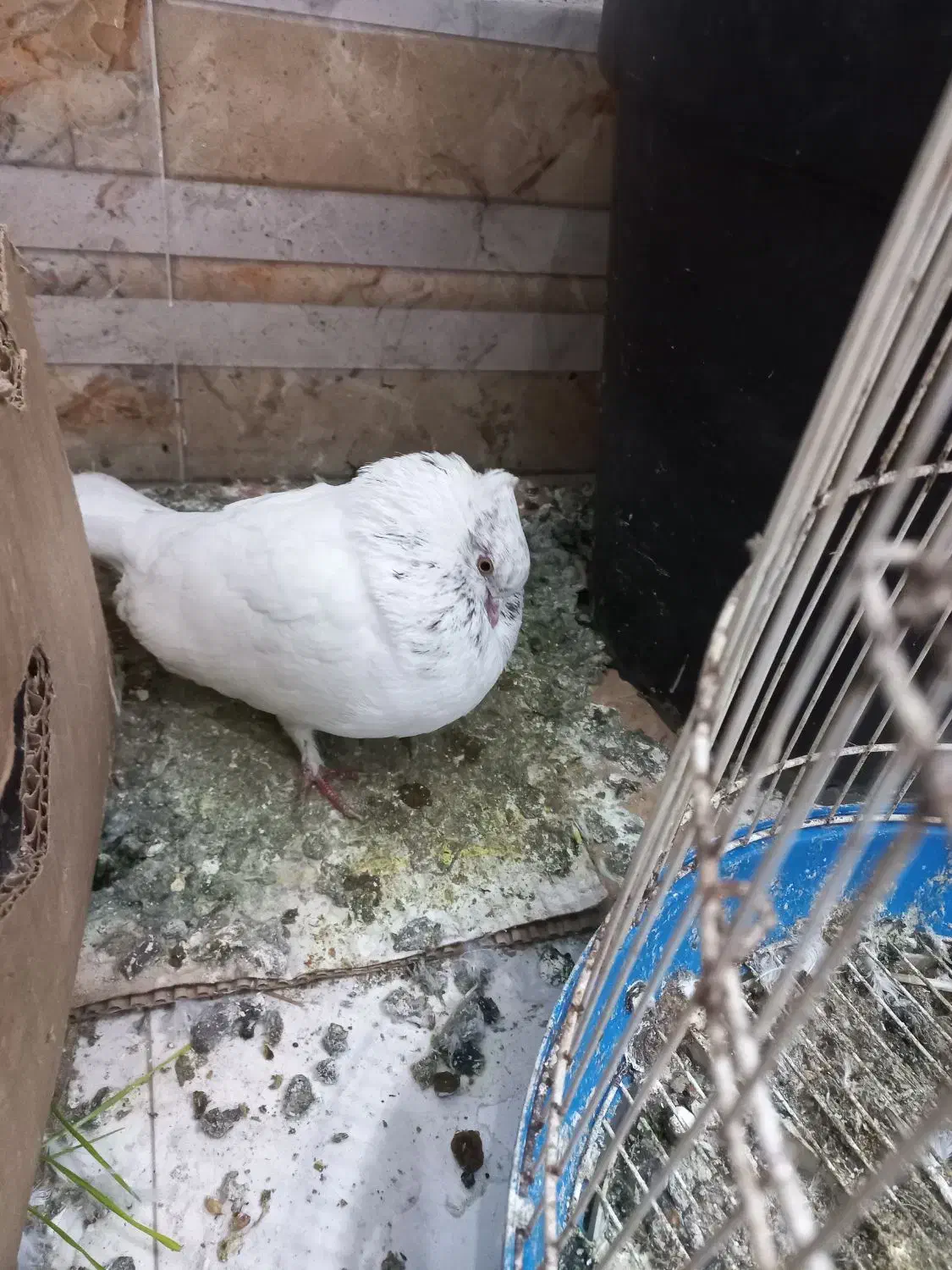 کبوتر پروازی|حیوانات|رشت, حومه رشت|دیوار