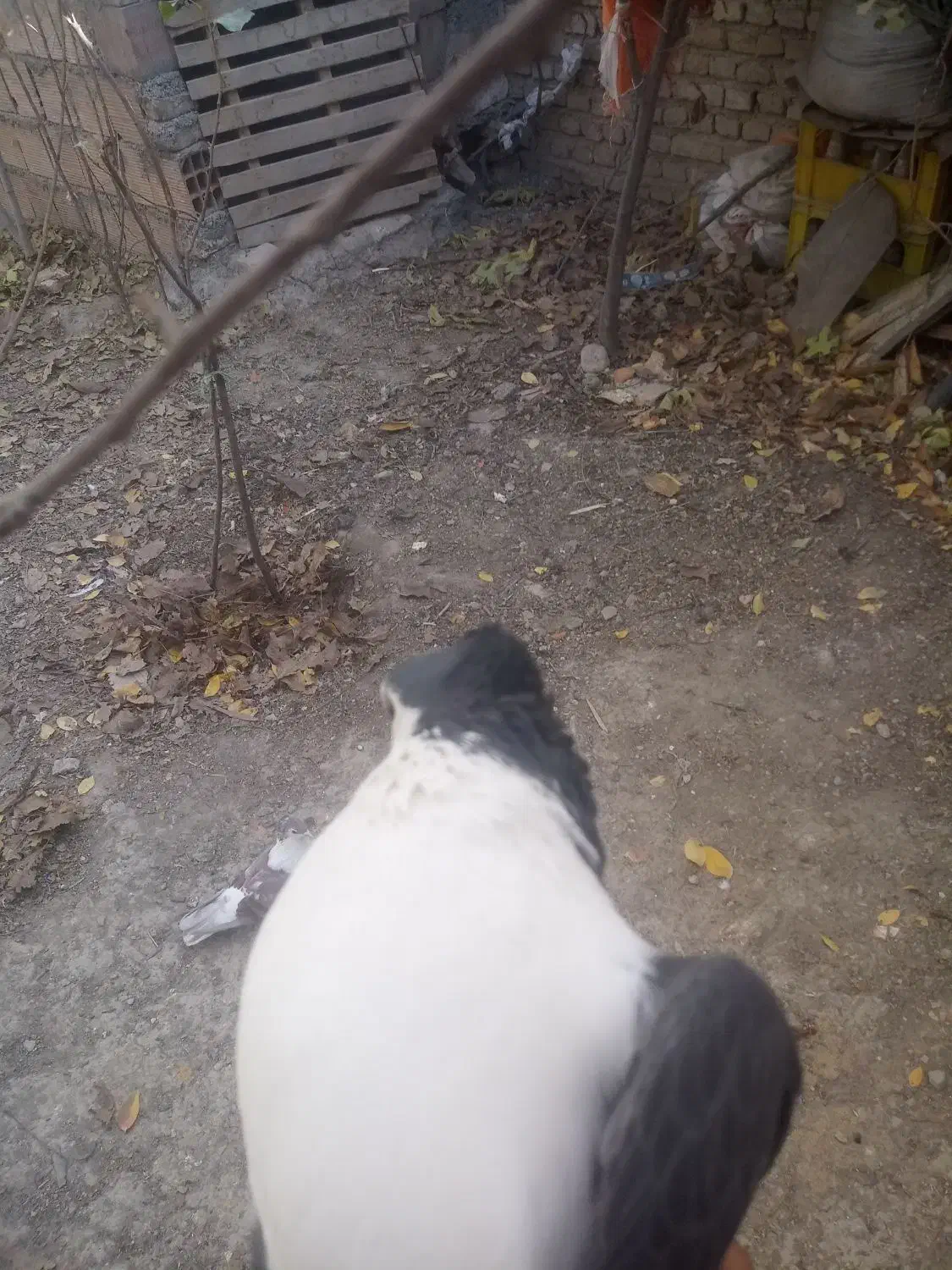 یک جفت ساده کاکلی آس|پرنده|آشخانه, |دیوار