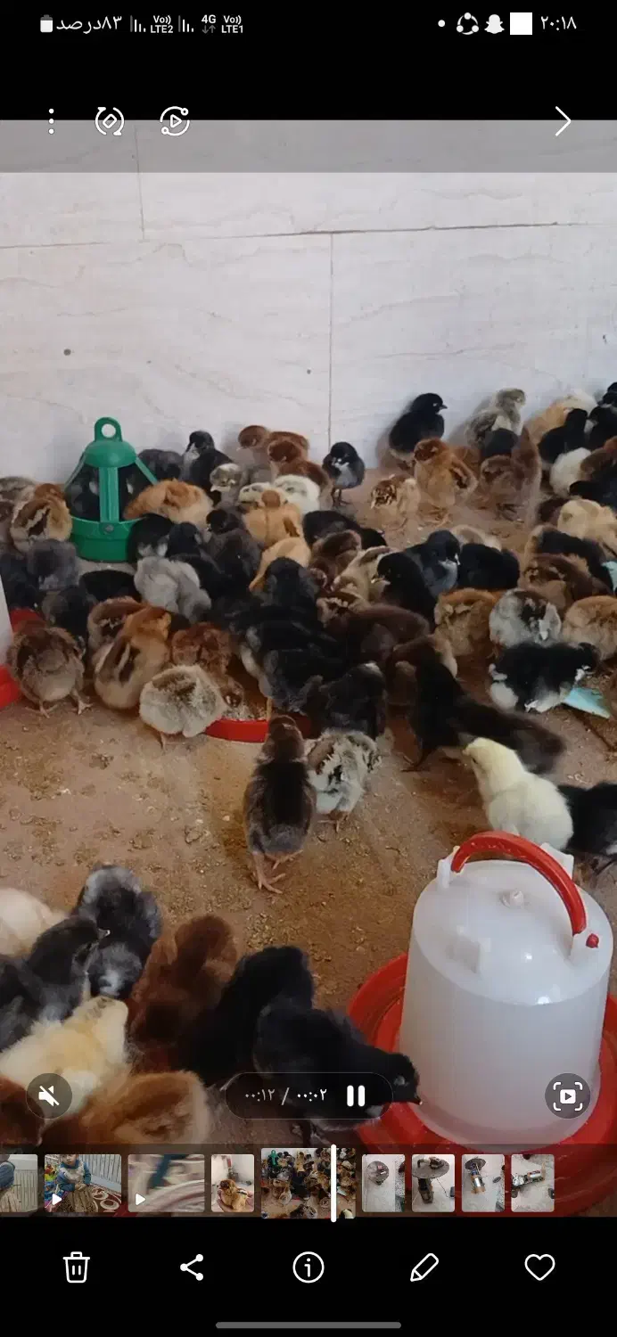 جوجه|حیوانات مزرعه|اهواز, حصیرآباد|دیوار