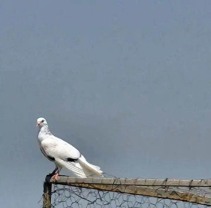 هر چند جفت پرشی جوجه کشی خواستی دار خدمتم|پرنده|قائم‌شهر, |دیوار
