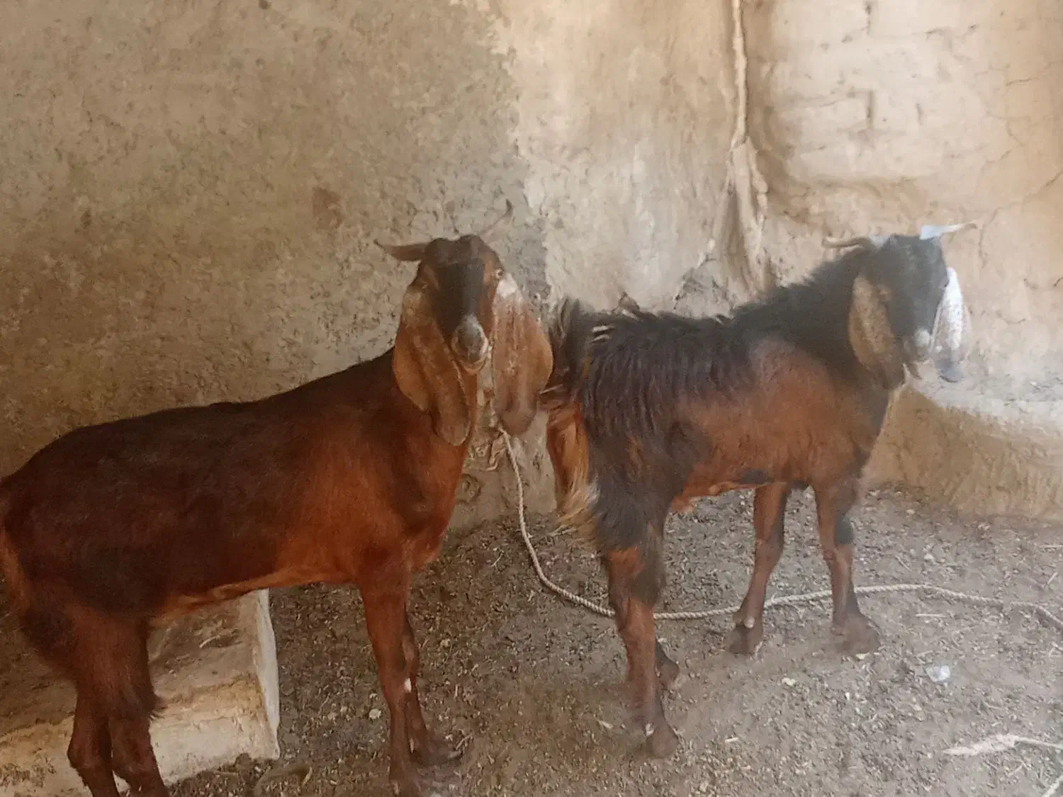 کهره نره ماده ب فرش میرسد|حیوانات مزرعه|وحدتیه, |دیوار