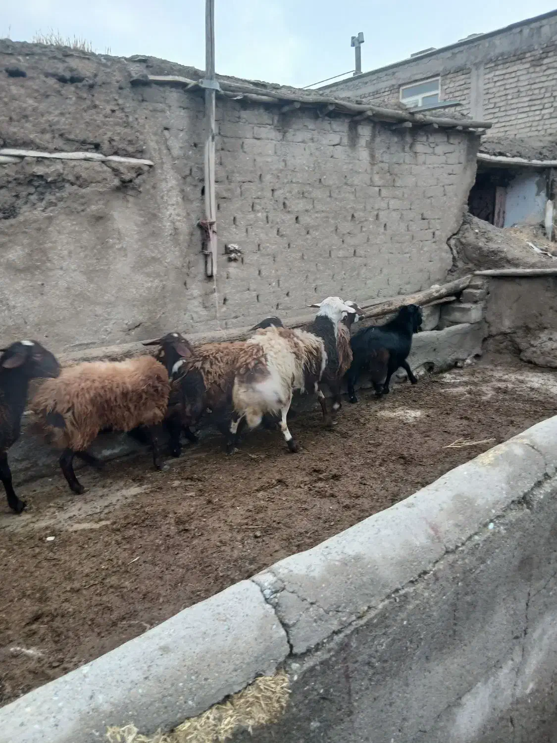 میش بره|حیوانات مزرعه|زرین دشت (همدان), |دیوار