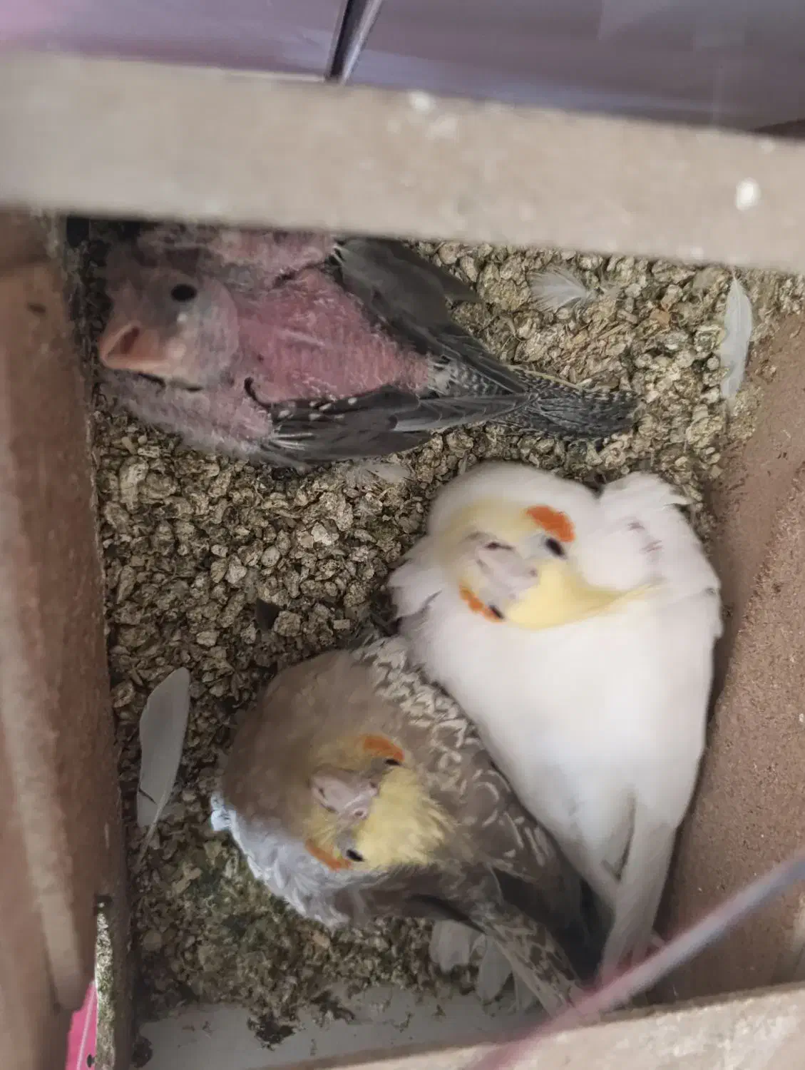 نگهداری و خرید و فروش|پرنده|گلپایگان, |دیوار