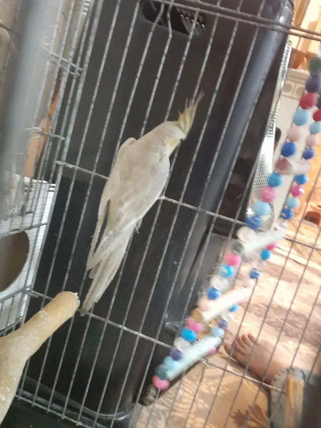 عروس هلندی ماده|پرنده|رباط‌کریم, شترخوار|دیوار