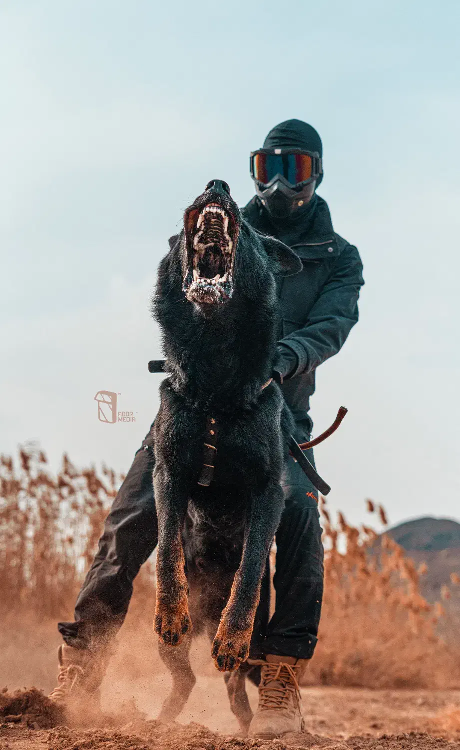 مربی سگ/آموزش سگ/مدرسه سگ|خدمات آموزشی|تهران, گیشا|دیوار