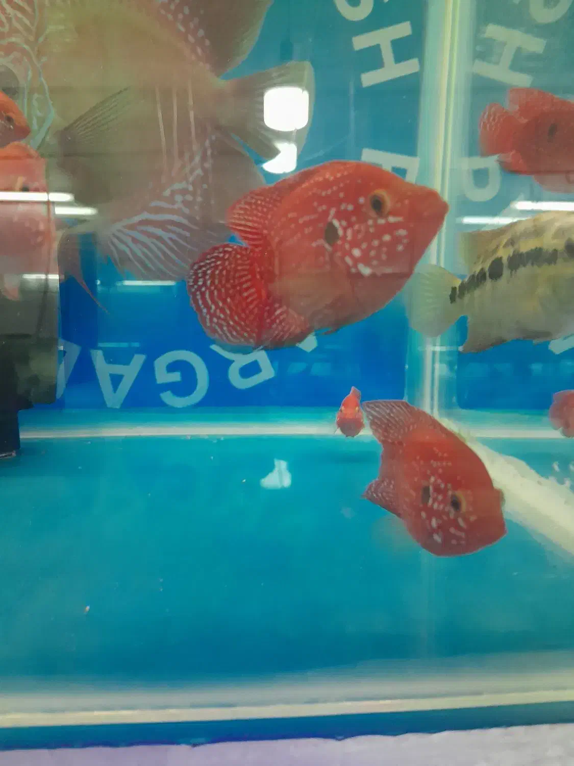 انواع ماهی گیاهخوار و گوشتخوار کت|ماهی|فردیس, ثابتی|دیوار