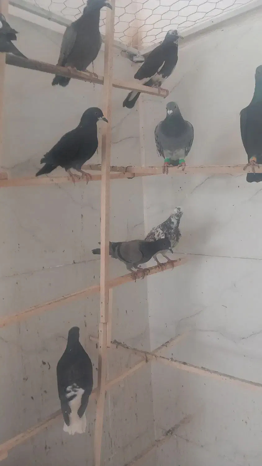 کبوترپرشی|پرنده|قزوین, |دیوار