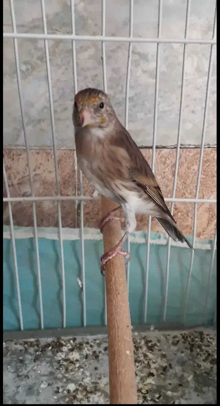 سهره و قناری|پرنده|قدس, زرنان بالا|دیوار