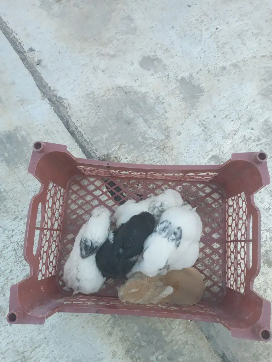 فروش خرگوش|موش و خرگوش|پاکدشت, شهرک انقلاب|دیوار