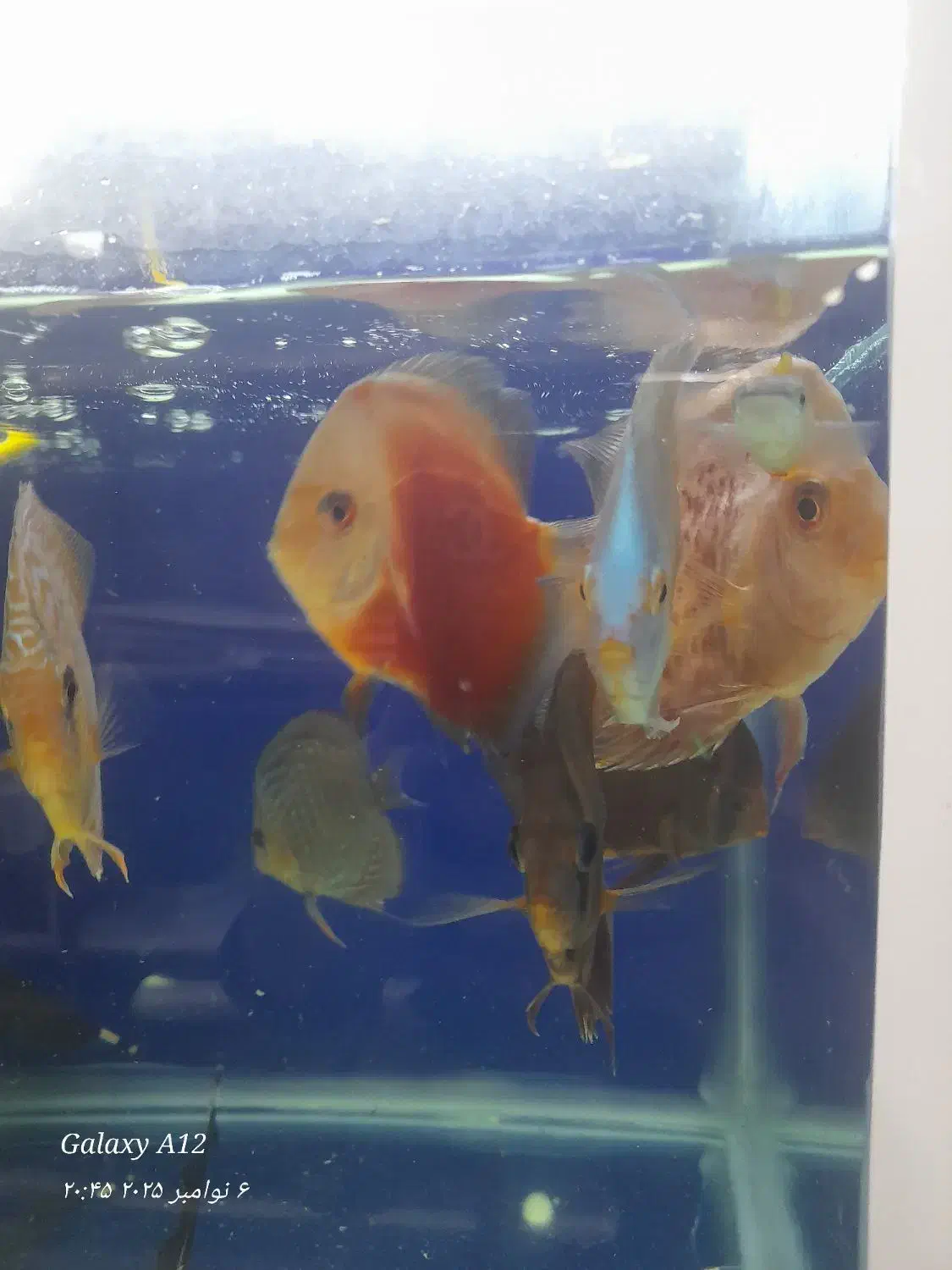 ماهی دیسکس|ماهی|مشهد, جنت|دیوار