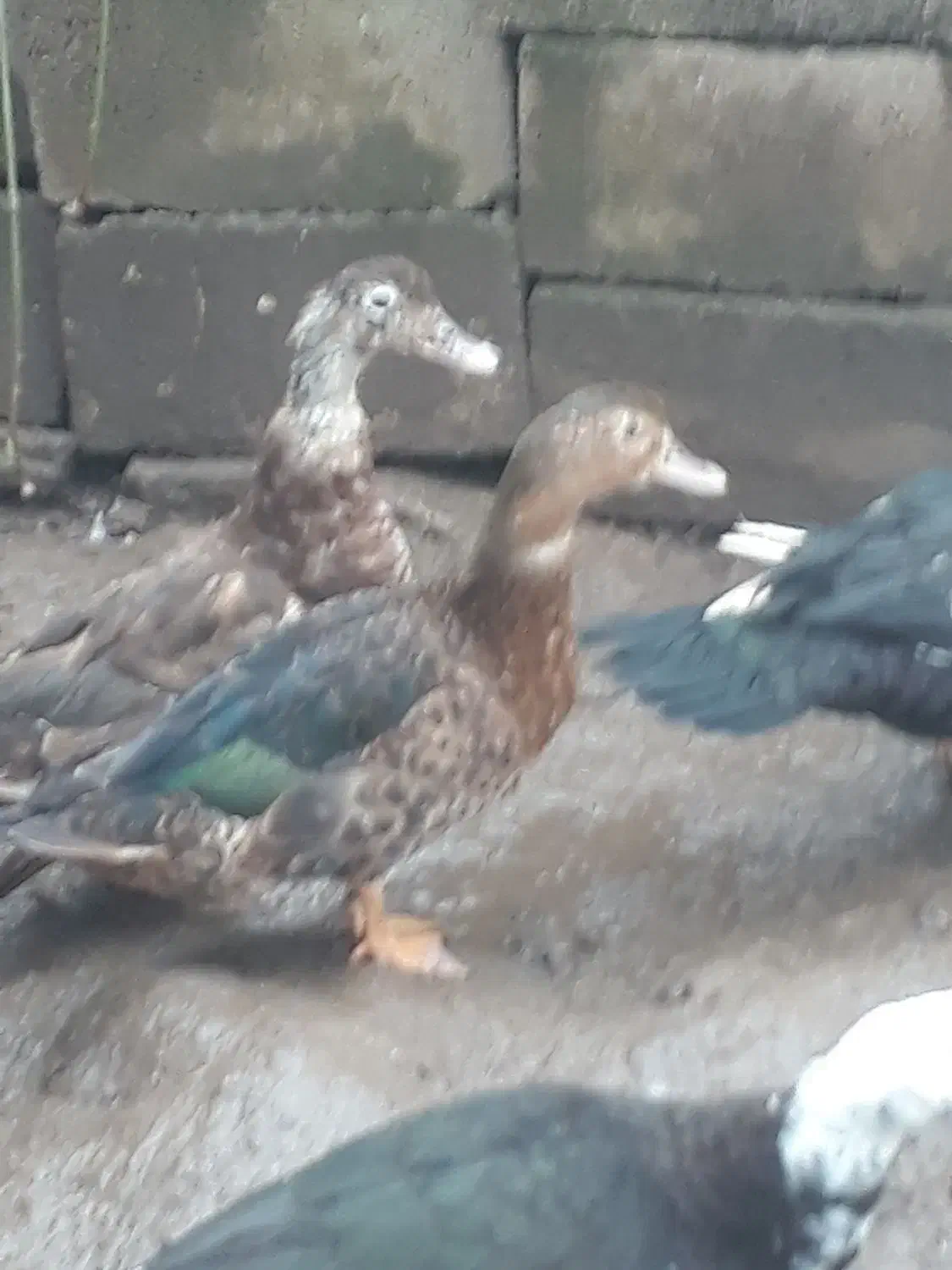 اردک|حیوانات مزرعه|رشت, آب آسیاب|دیوار