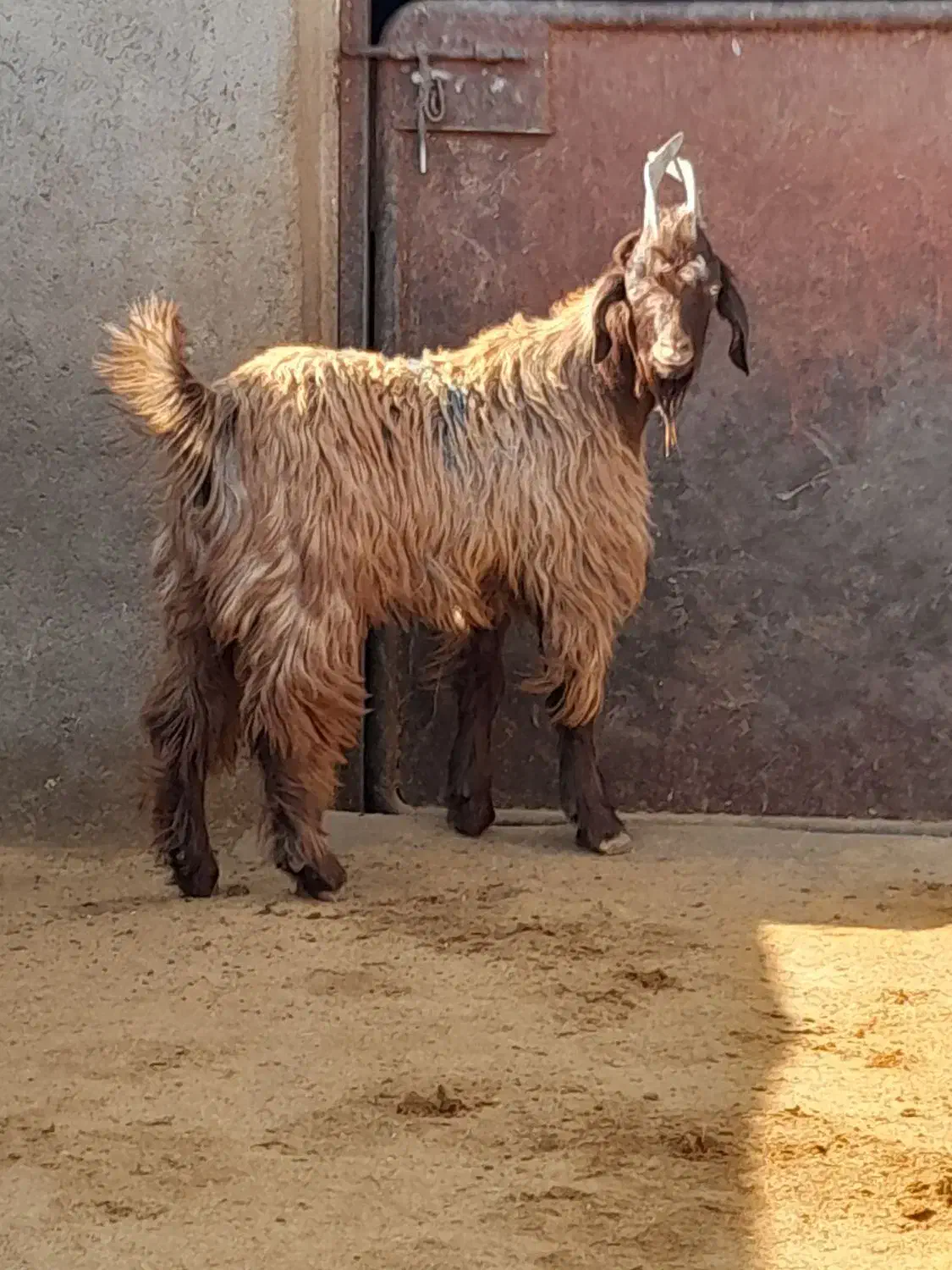 دوبر بزغاله بز بره میش قوچ دوبری|حیوانات مزرعه|قم, شاه ابراهیم|دیوار