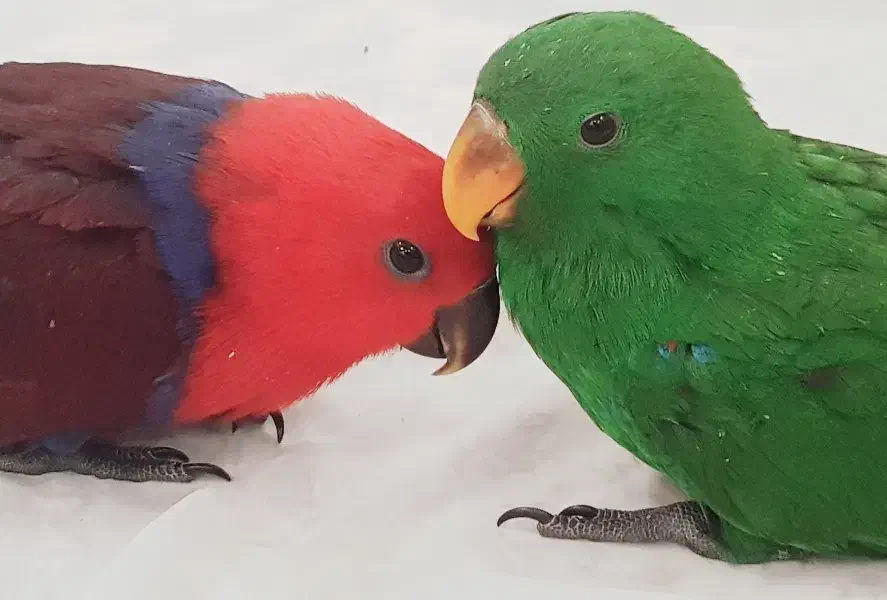 جوجه سرلاکی کاسکو اکلکتوس وسماری کاسکو|پرنده|تهران, ایوانک|دیوار