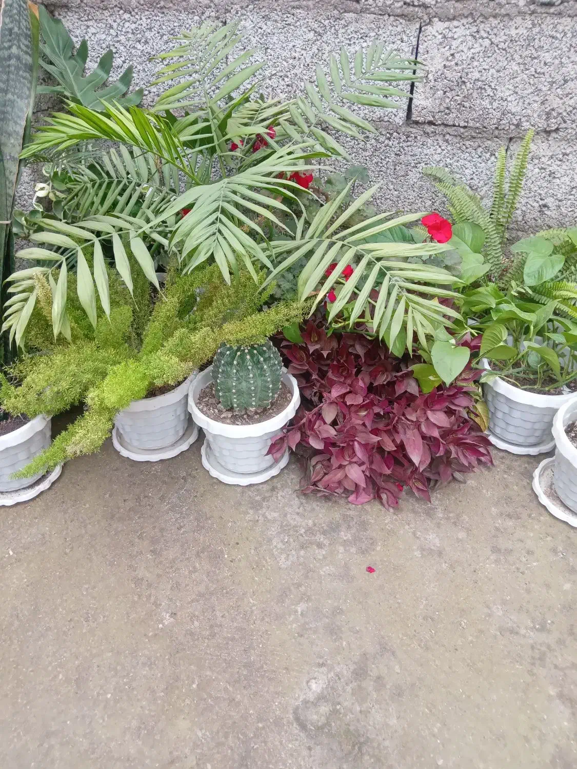 انواع گل|گل و گیاه طبیعی|رشت, بیجارپس|دیوار