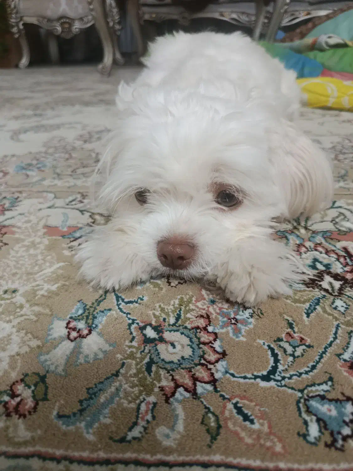 حیوان|سگ|اسلامآباد غرب, |دیوار