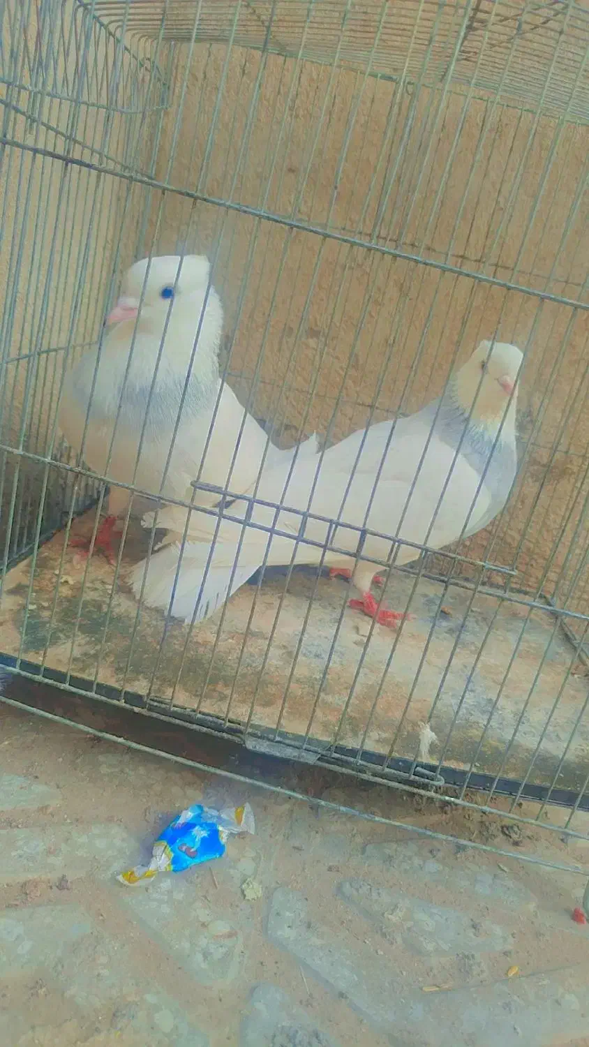 کفتر|پرنده|شهر بابک, |دیوار