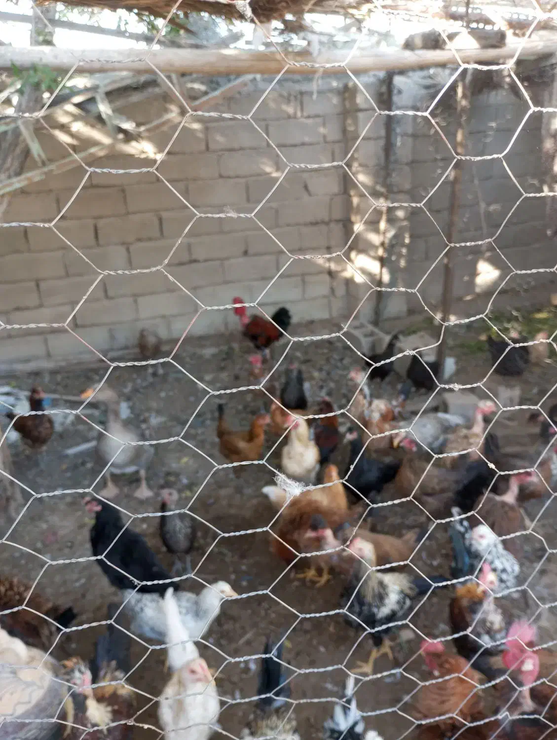 مرغ وخروس|حیوانات مزرعه|ریگ, |دیوار