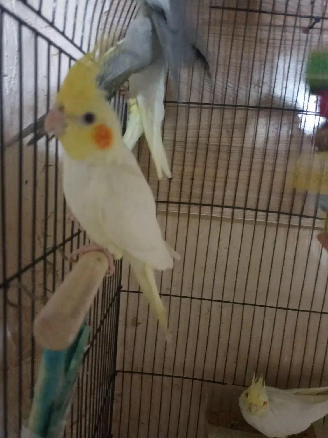 عروس هلندی دستی|پرنده|طرقبه, |دیوار