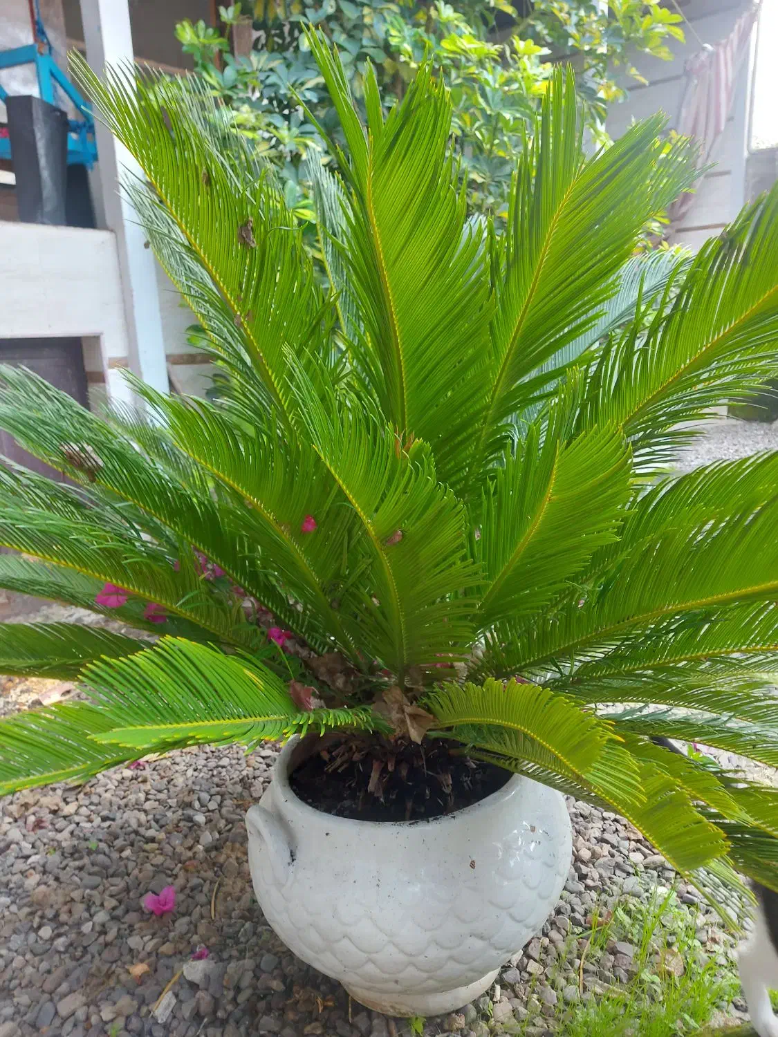 گل سیکاس و شفلرا|گل و گیاه طبیعی|خمام, |دیوار