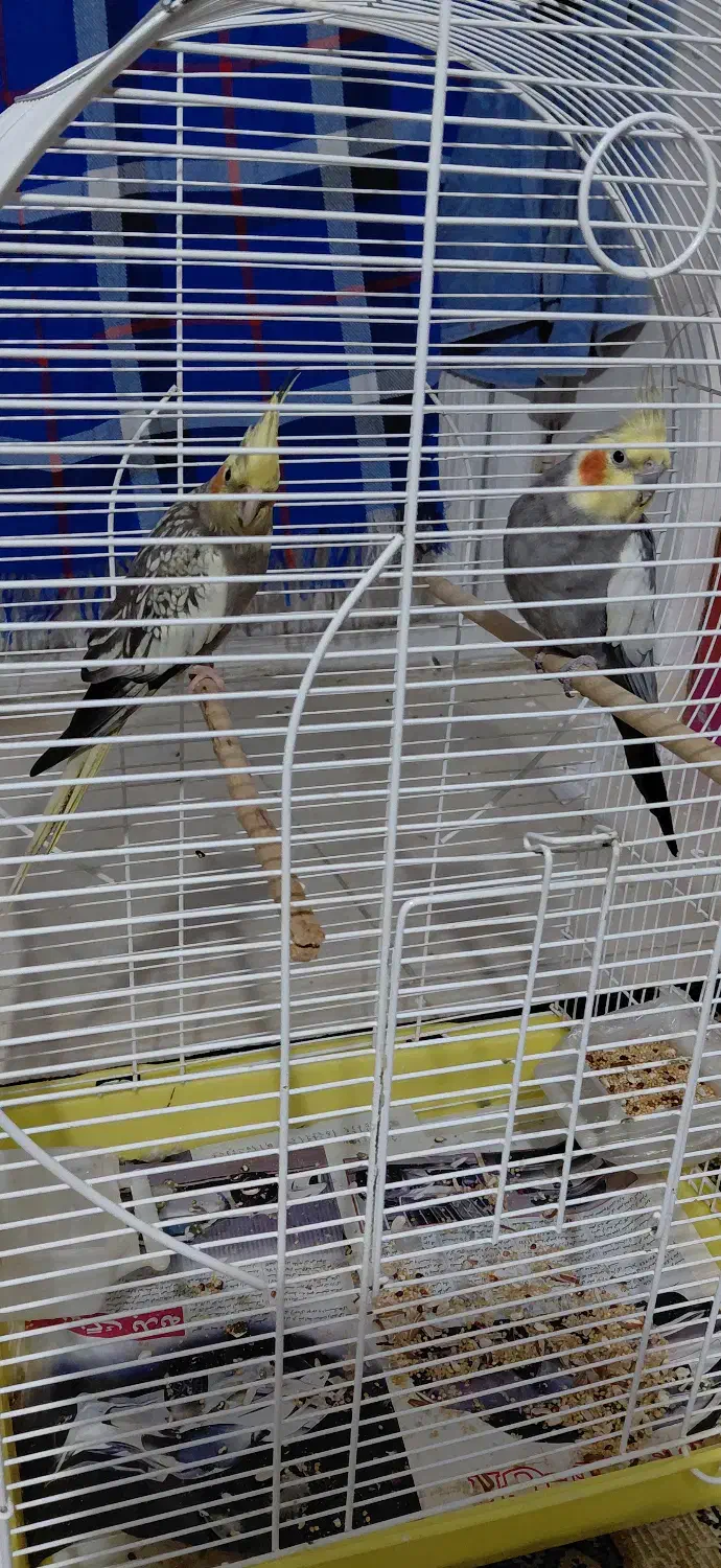 عروس هلندی جفت به همراه قفس|پرنده|آستانه اشرفیه, |دیوار