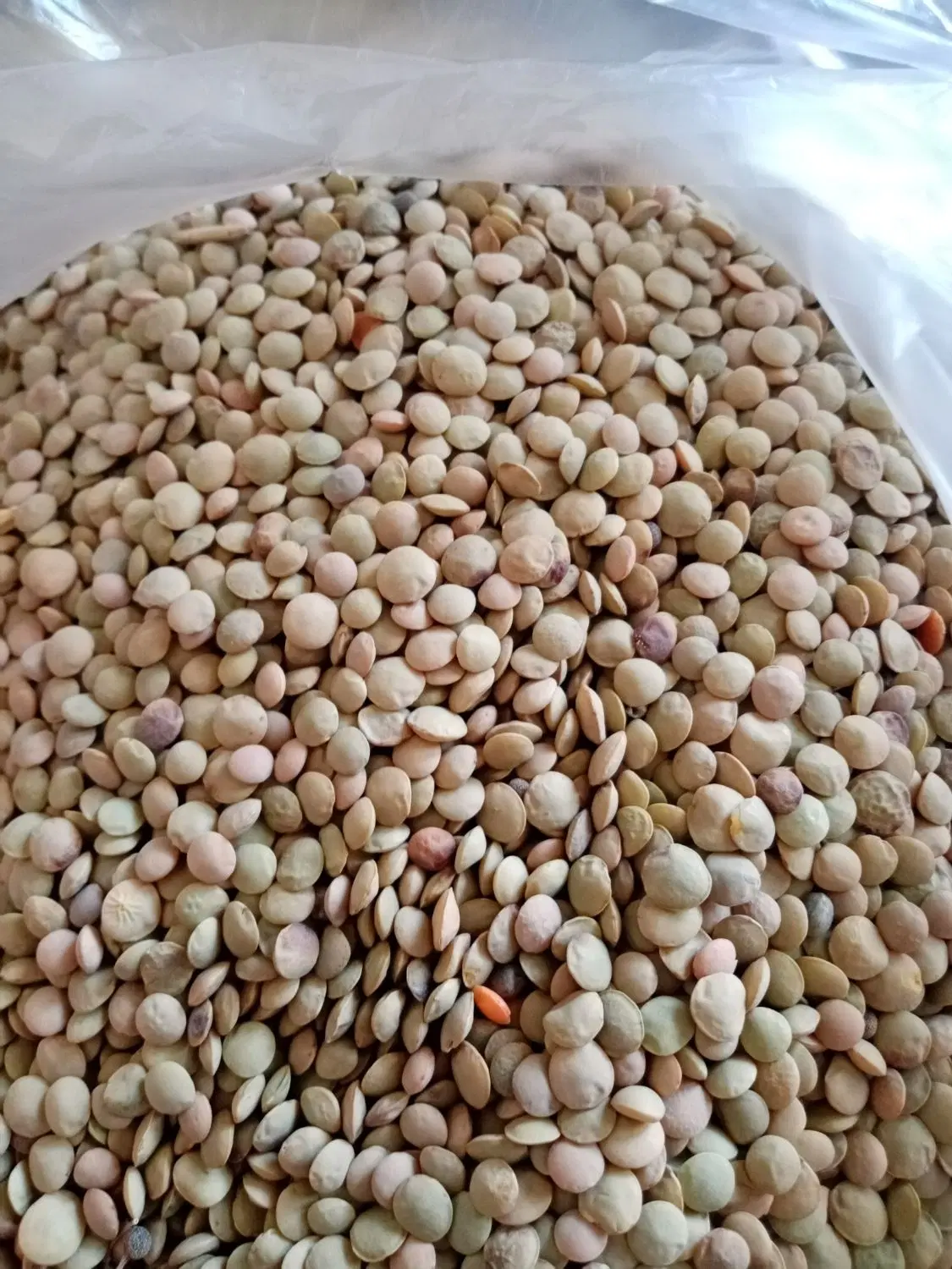عدس محلی|خوردنی و آشامیدنی|بوکان, |دیوار