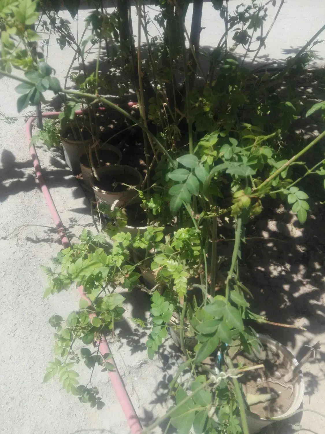 تعدادی گل یاس سفید|گل و گیاه طبیعی|فسا, |دیوار