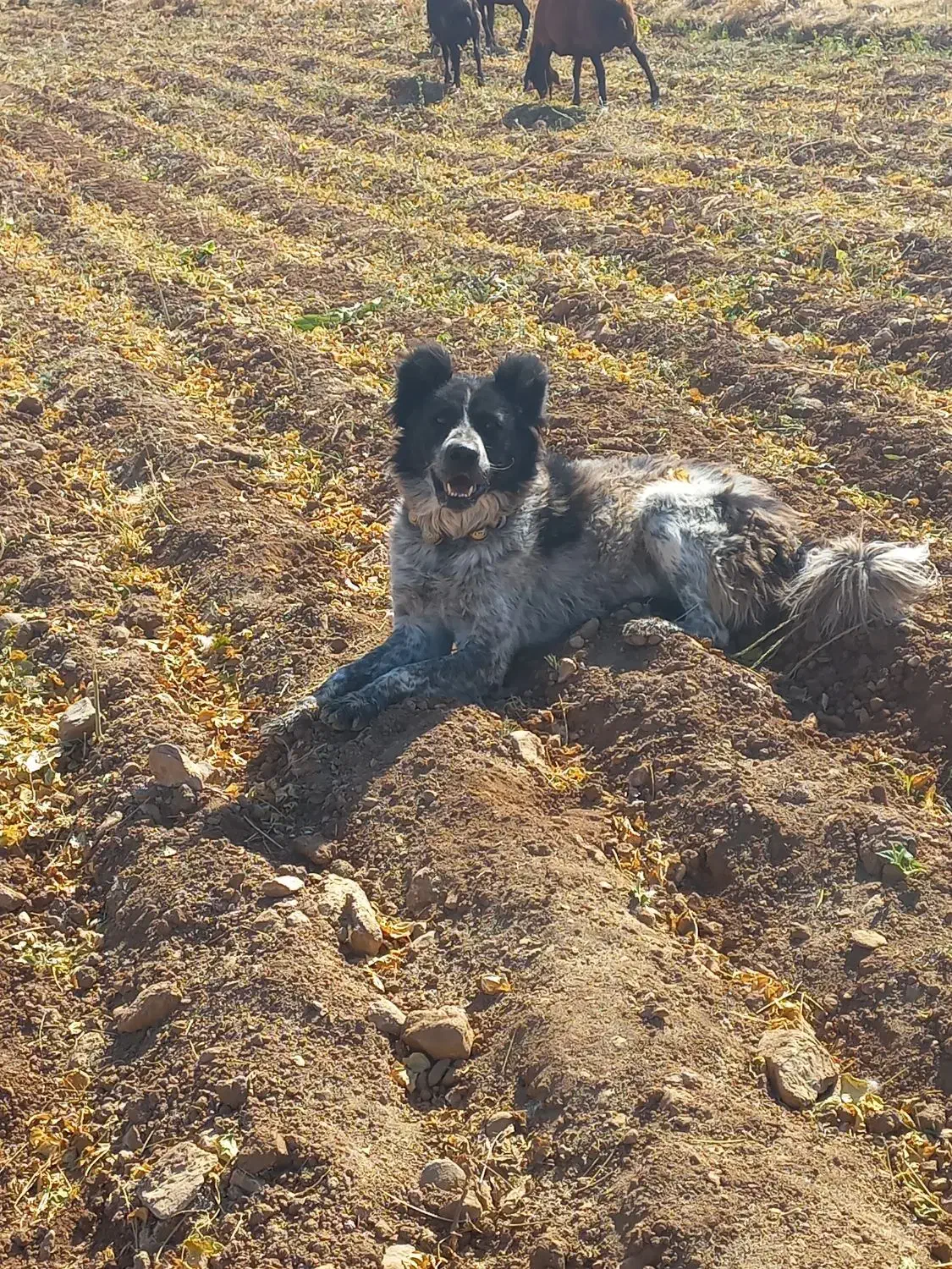 سگ گله به شرط|سگ|شازند, |دیوار