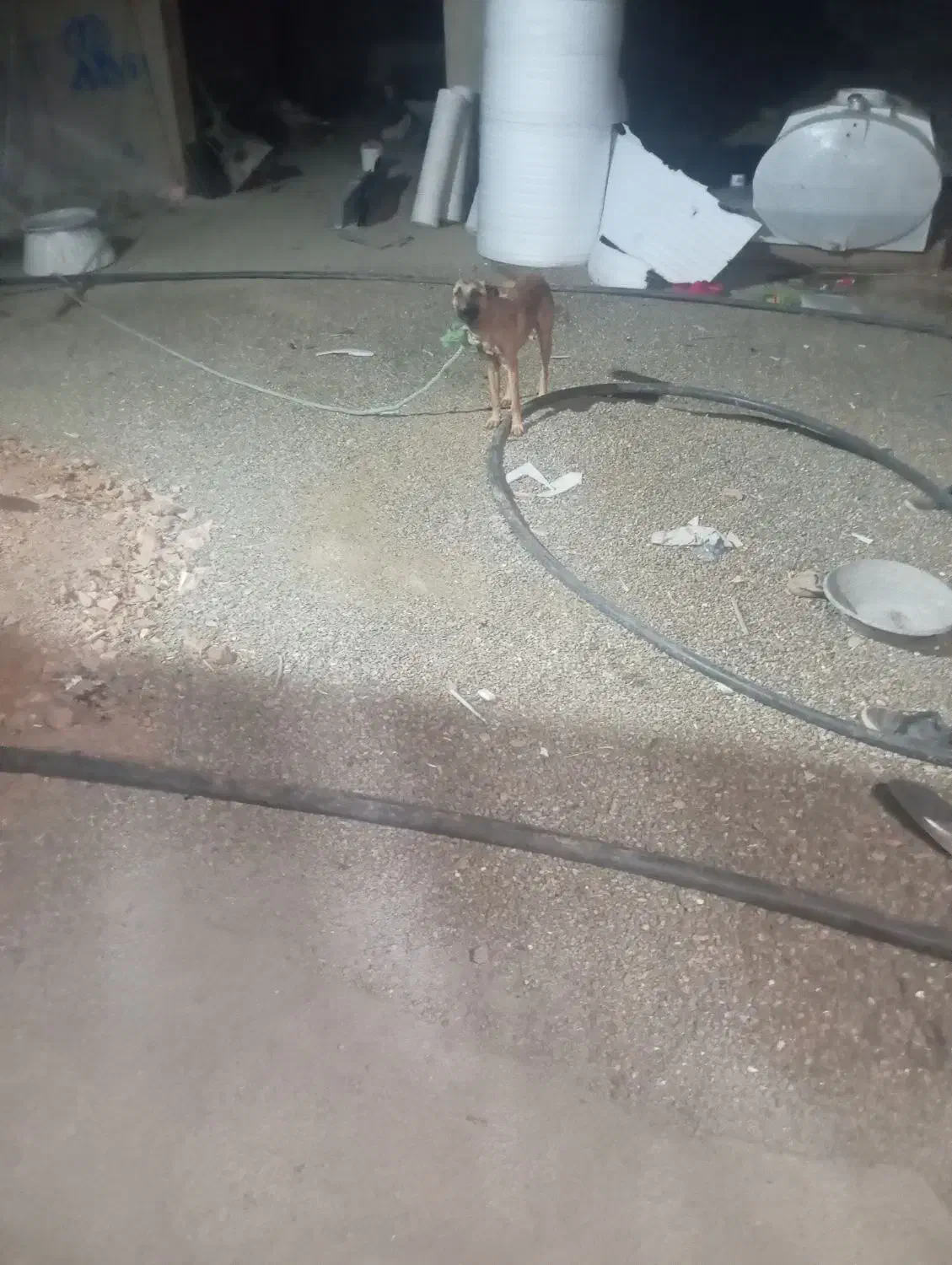 فروش سگ نگهبان گرگی|سگ|اسدآباد, |دیوار