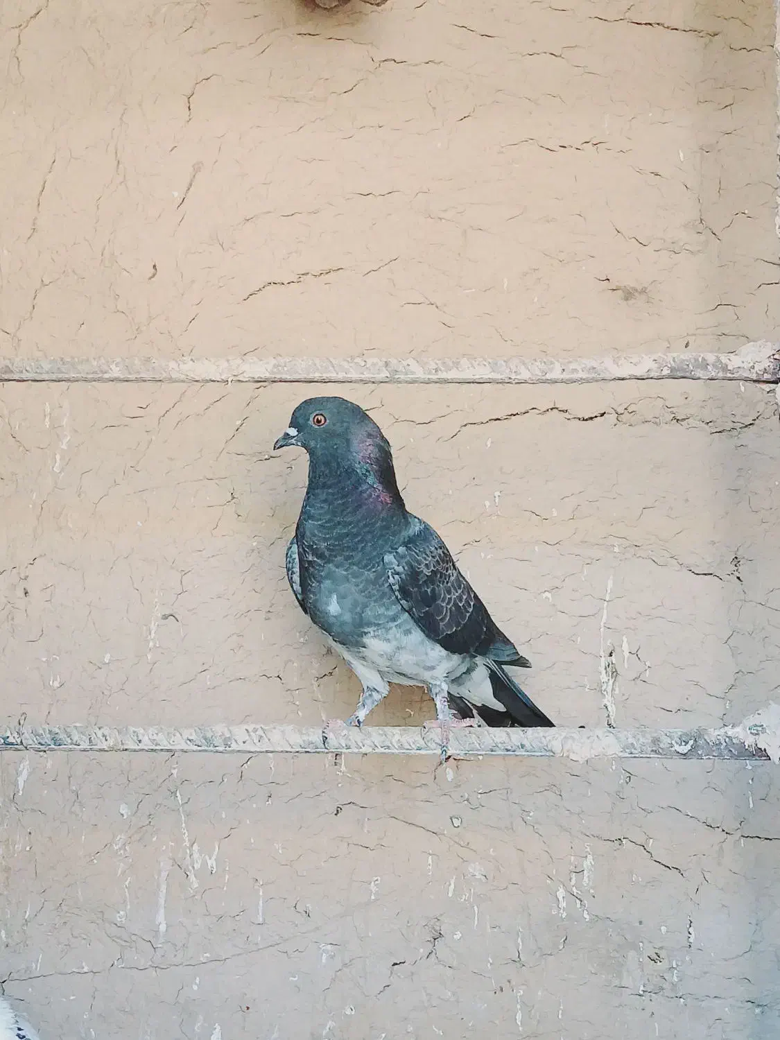 کبوتر تک پر|پرنده|فراغی, |دیوار