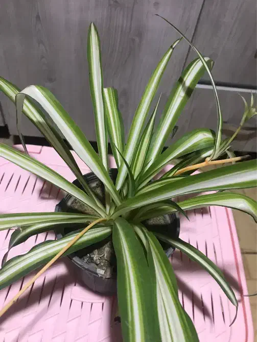 گل گندمی|گل و گیاه طبیعی|فولادشهر, A3|دیوار