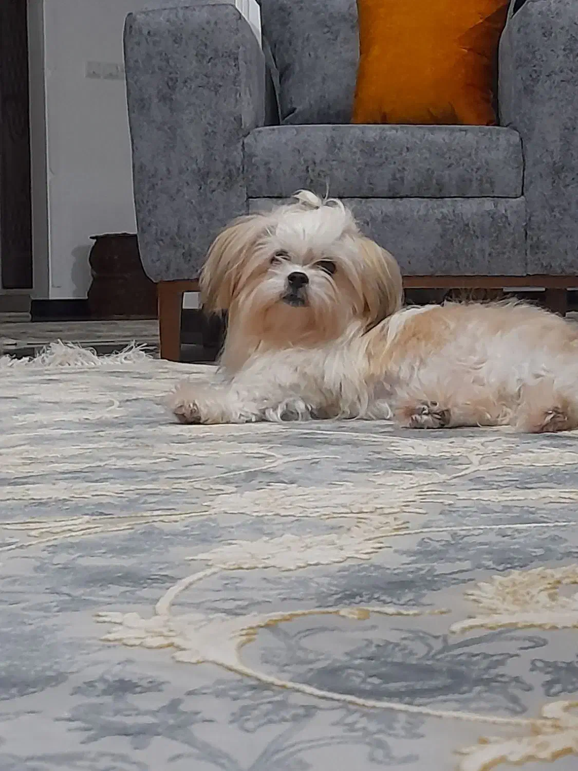 سگ نژاد مالتیز عروسکی ماده سایز صفر|سگ|رامسر, |دیوار