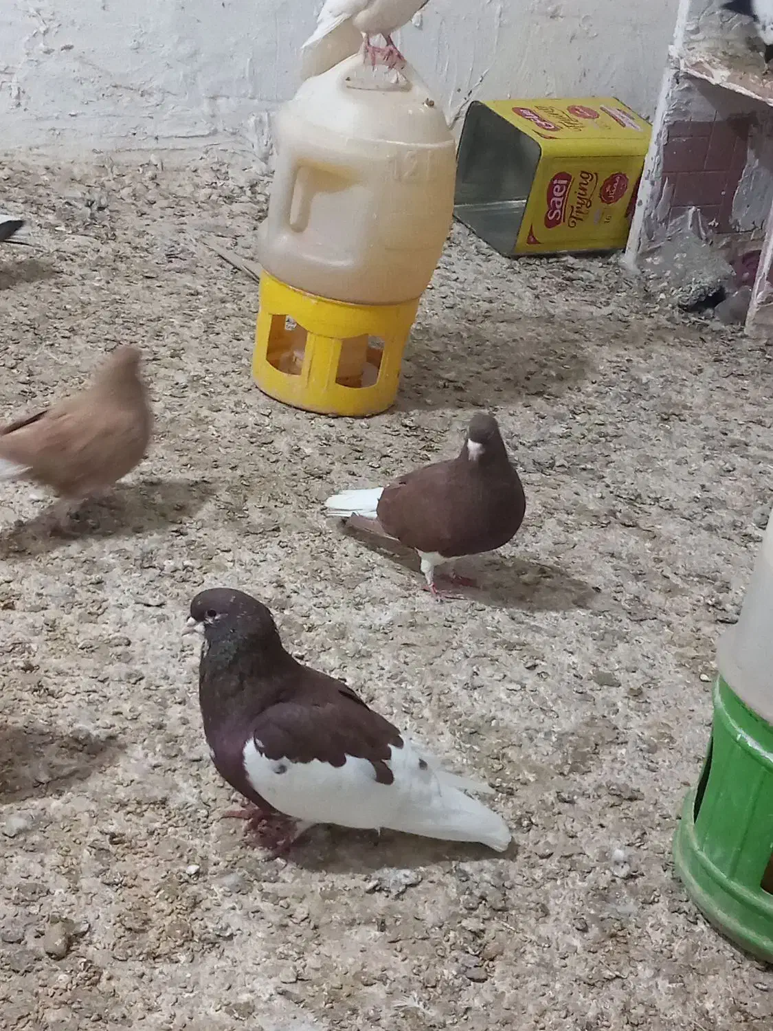 کفتر شهری|پرنده|جم, |دیوار