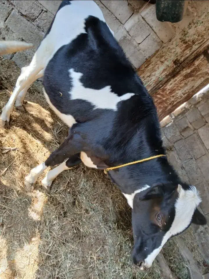 گاوگوساله سرحال گوشتی وبرای داشتی جنس خوب|حیوانات مزرعه|جیرفت, |دیوار