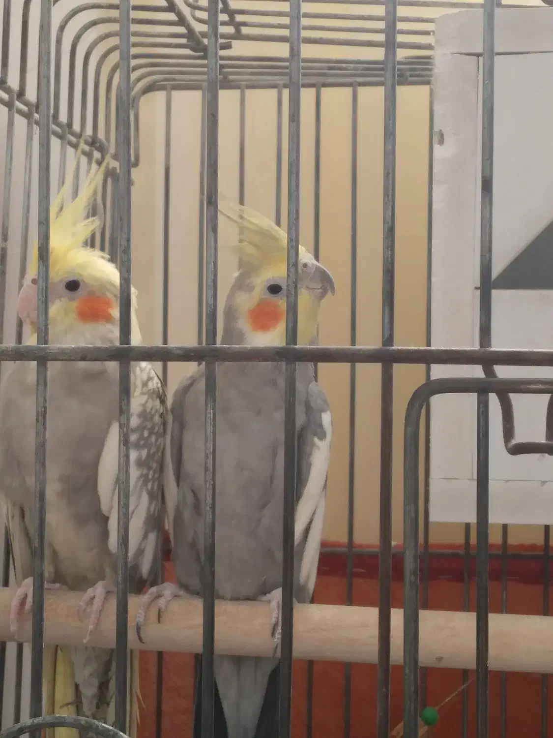 جفت عروس هلندی سینامون|پرنده|باقرشهر, |دیوار