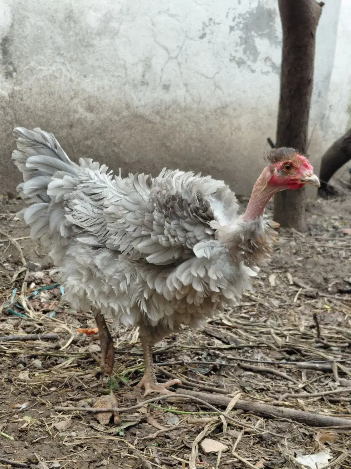 فروش ویژه جوجه فریزل و برهما وارداتی|حیوانات مزرعه|تهران, فلسطین (میدان انقلاب)|دیوار