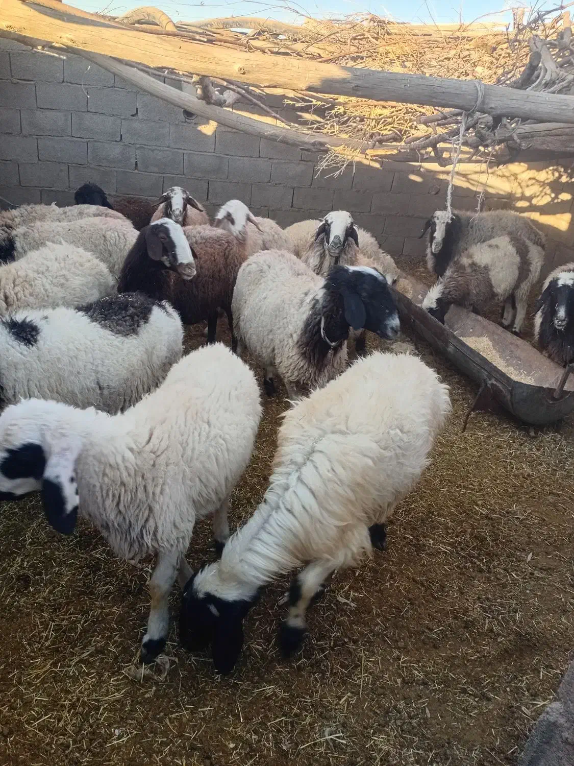 میش|حیوانات مزرعه|نگار, |دیوار