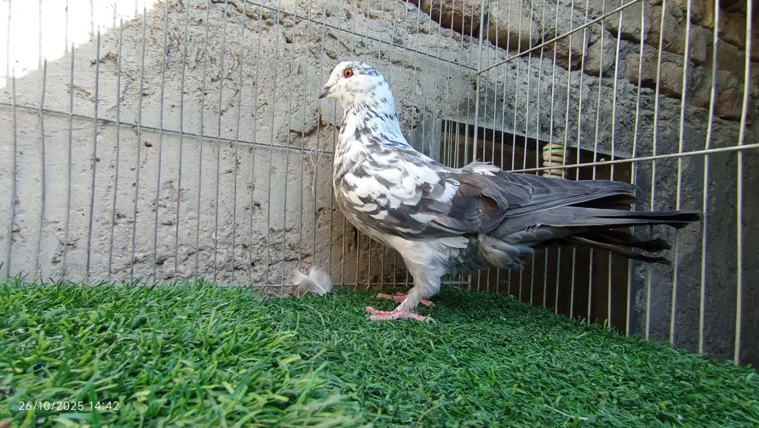 کفتر معامله یا معاوضه با کله ای|پرنده|بافت, |دیوار