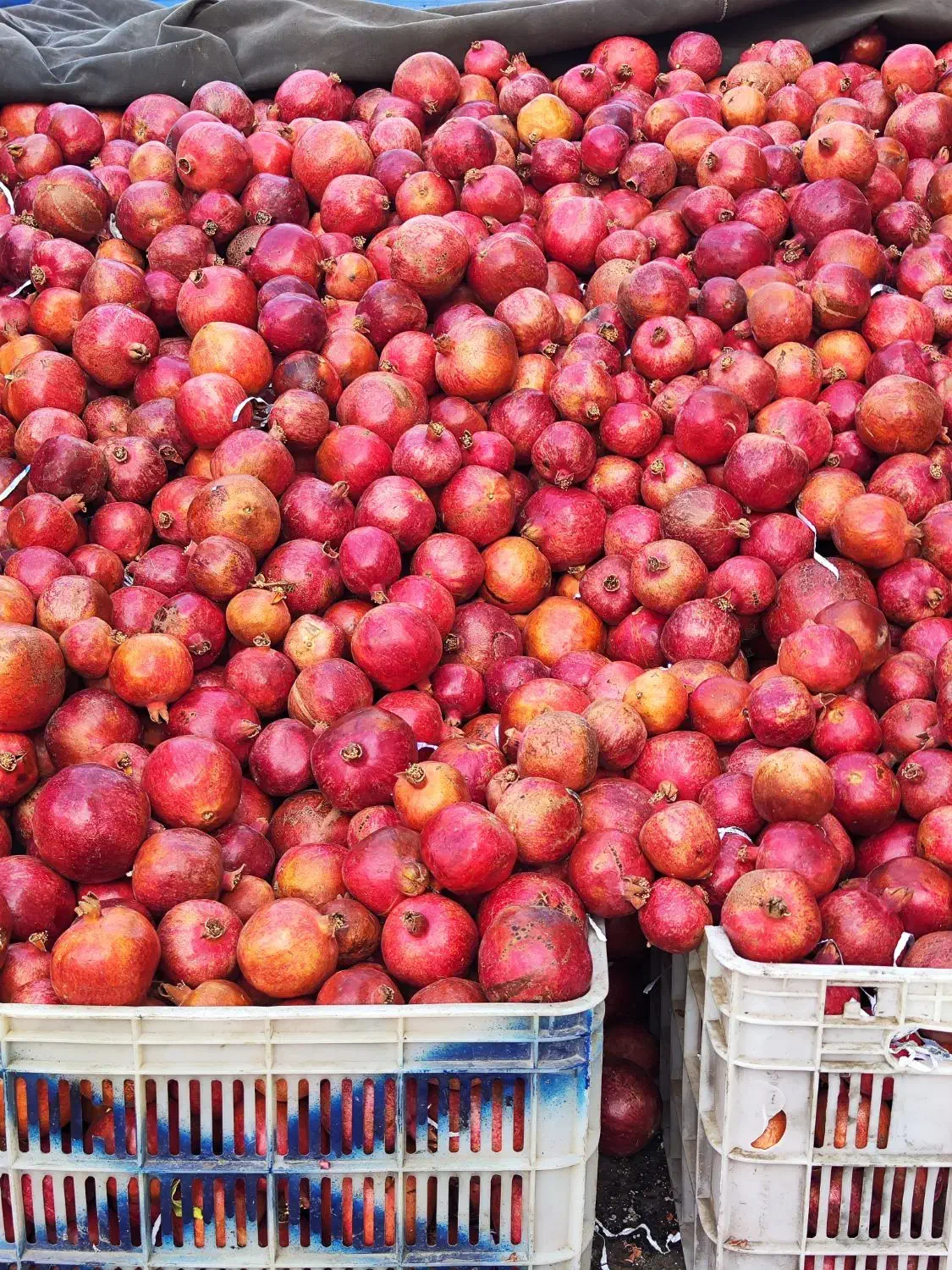 انار ساوه|خوردنی و آشامیدنی|تاکستان, |دیوار