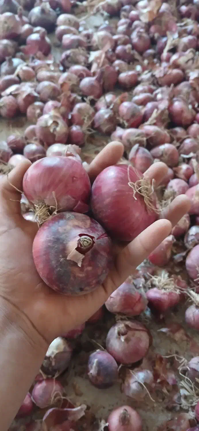 پیاز فرمز|خوردنی و آشامیدنی|دشتابی, |دیوار
