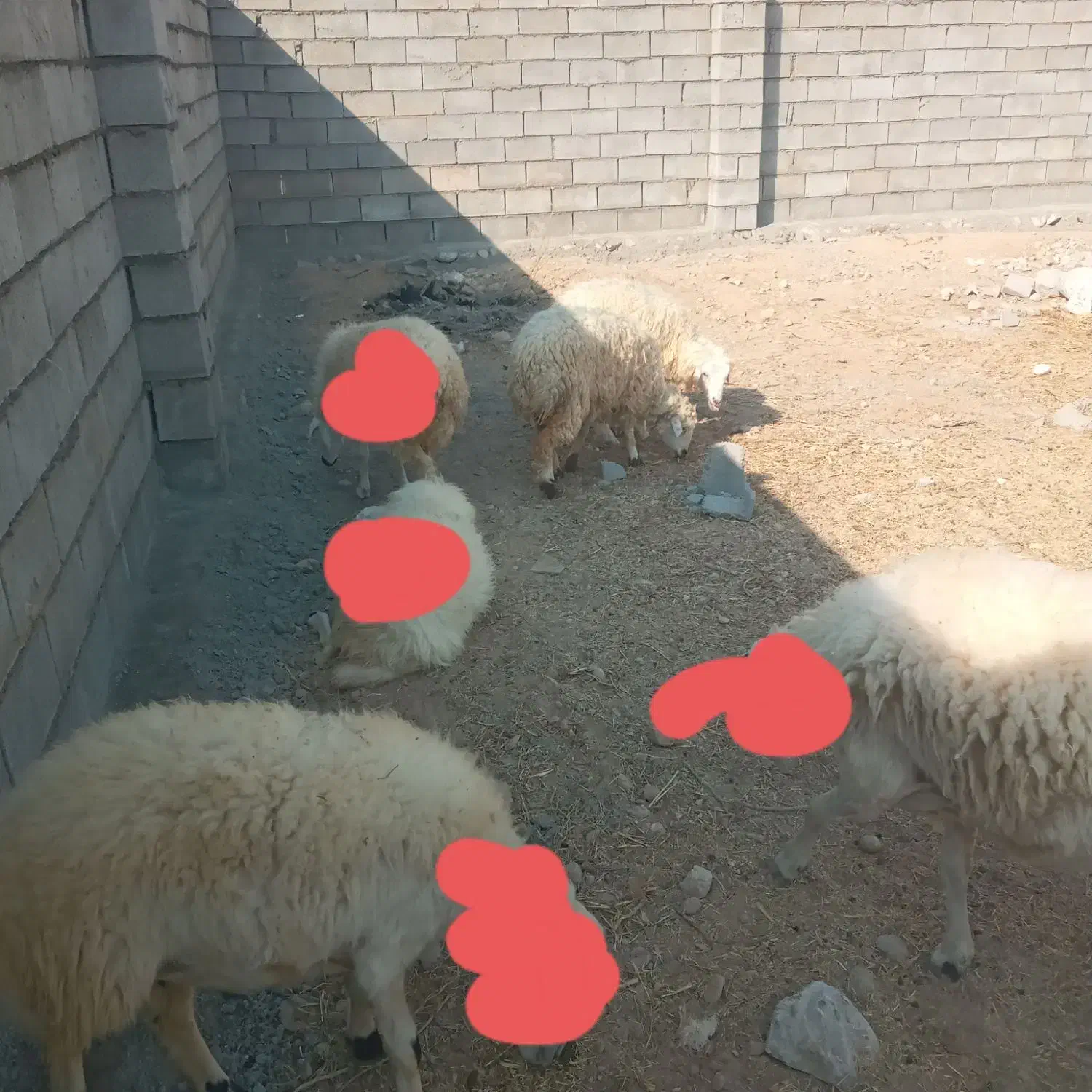 بره فروشی|حیوانات مزرعه|قلعه قاضی, |دیوار