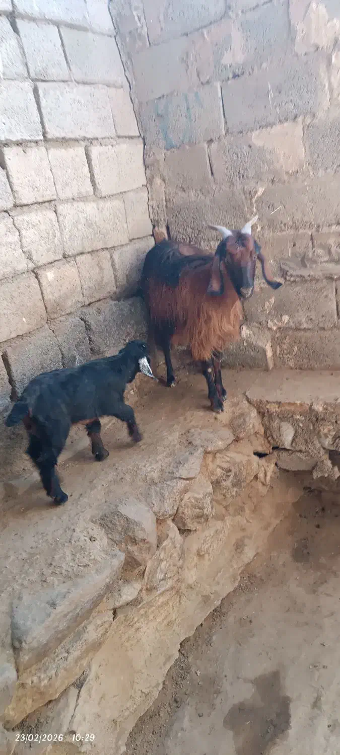 بز زایده|حیوانات مزرعه|نهبندان, |دیوار