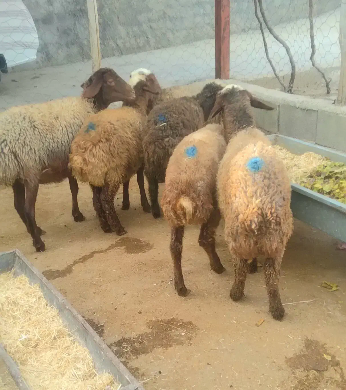 ۷ عدد گوسفند|حیوانات مزرعه|سرپل ذهاب, |دیوار