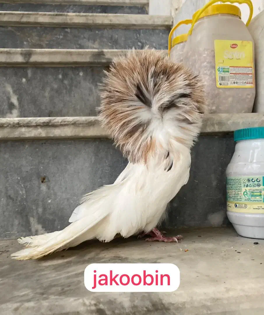 پرنده های زینتی جاکوبین لاهور|پرنده|قم, انصارالحسین|دیوار