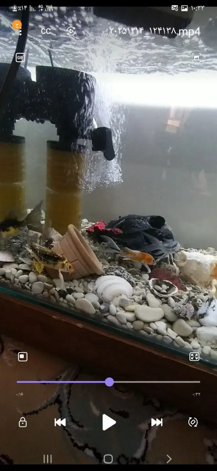 اکواریوم|ماهی|قیدار, |دیوار