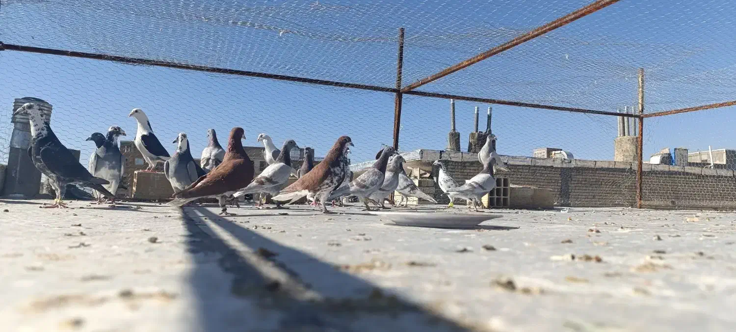 کفتر|پرنده|شیراز, کوشک میدان|دیوار