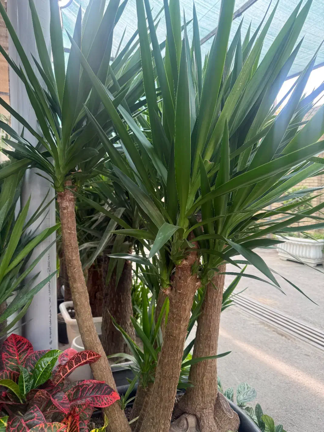 یوکا|گل و گیاه طبیعی|تهران, شهرک شهید باقری|دیوار