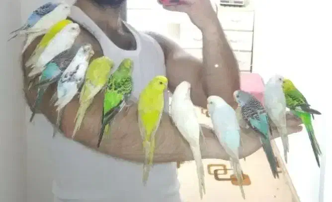 مرغ عشق موجود|پرنده|دالخانی, |دیوار